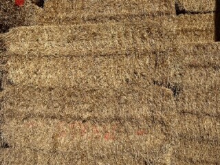 Barley straw 1
